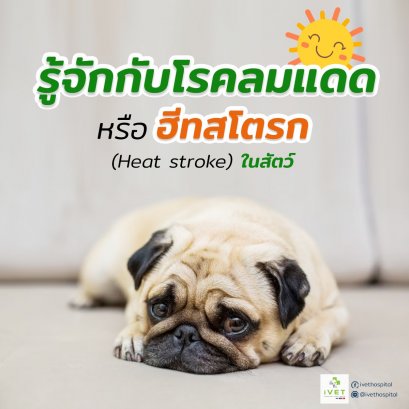 มาทำความรู้จักกับภาวะเป็นลมร้อนหรือ Heat stroke กันเถอะ!!